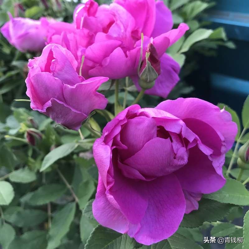 地栽四季玫瑰的养殖方法和管理,四季玫瑰的种植技巧和关键要点