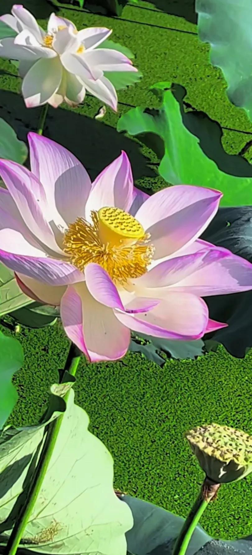 夏日美丽的荷花图片,荷花图片配上字映日荷花别样红