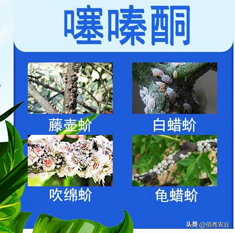 高效低毒杀虫剂蚧壳虫,蚧壳灵专用速效杀虫剂