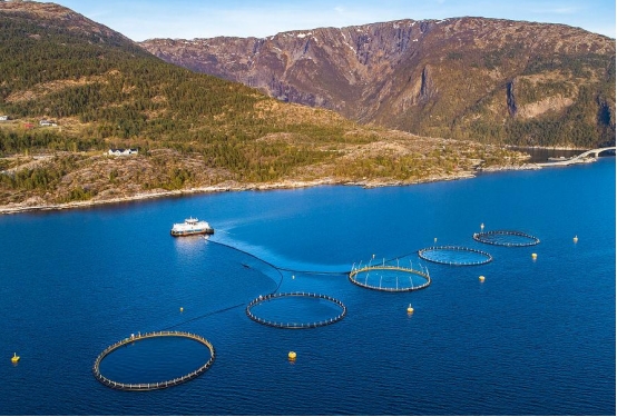 狗狗毛发粗糙用什么洗护,狗狗的毛发不顺最简单的方法