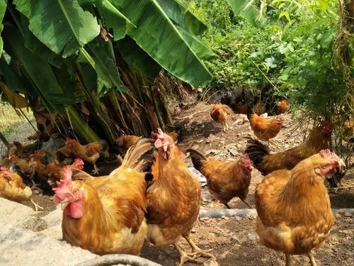 养鸡球虫病的防治方法,林下散养鸡球虫病的防治