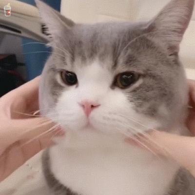 纯种蓝猫和英短蓝白的有什么区别,英短乳白怎么判断是纯种还是串串