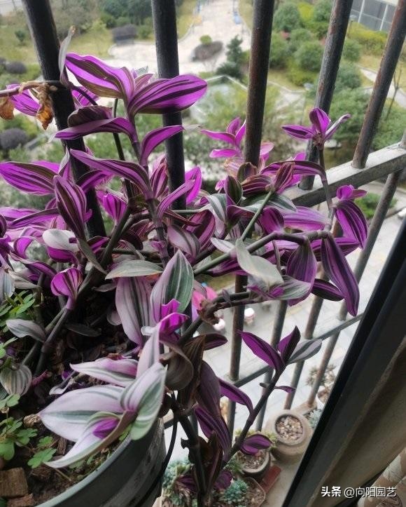 婚礼吊兰和油画吊兰哪个好看,一盆油画吊兰多少钱