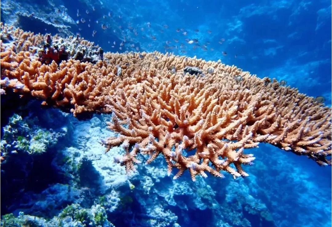 TheRainbowsEnd金币中的蓝色大海的传说