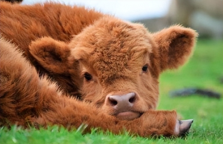 「跨文化-中」牛、孔雀、喜鹊、狗在东西方文化中的不同