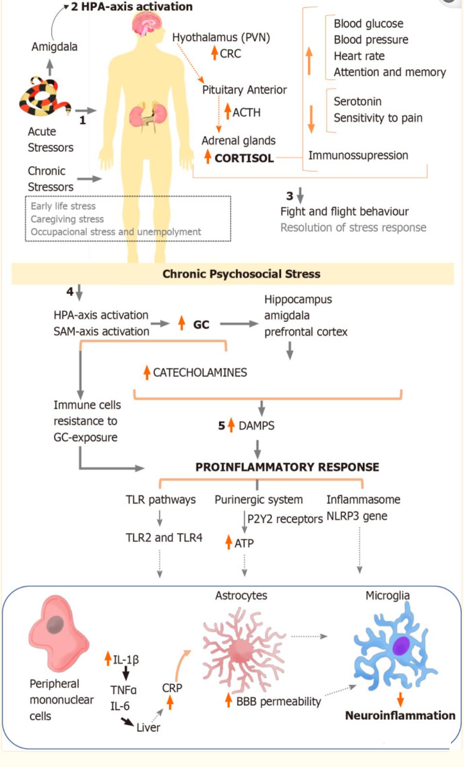 干细胞治疗辐射损伤,央视对于干细胞治疗疾病的报道