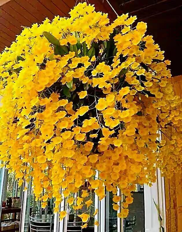 石斛花颜色金黄,大自然石斛花