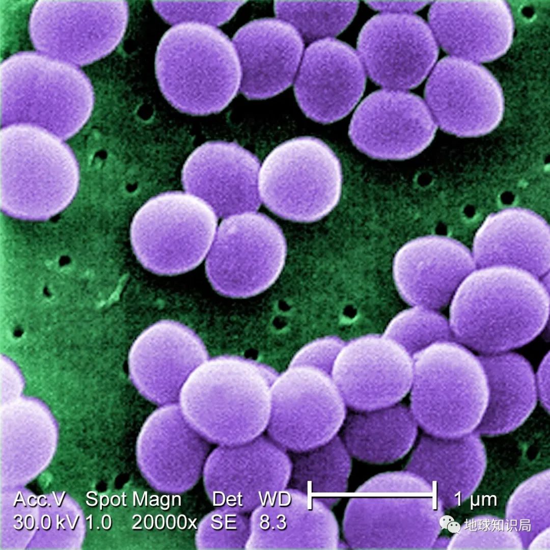 为啥有人喜欢吃没洗干净的猪大肠,猪大肠为什么不洗干净