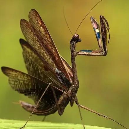 螳螂吃掉自己丈夫的头,螳螂为什么吃掉配偶螳螂吃蛇