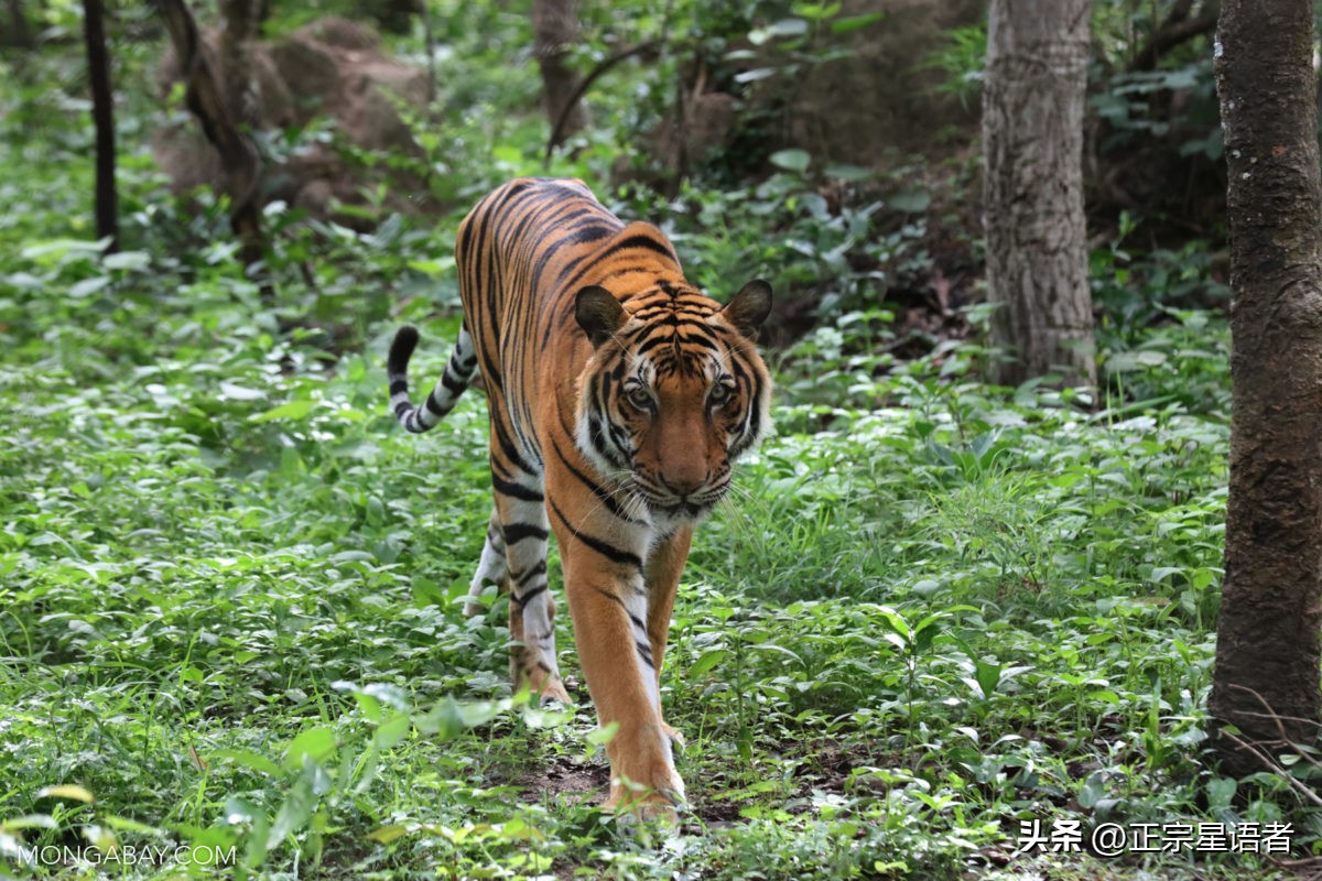 全球老虎数量增加,全球虎还剩多少