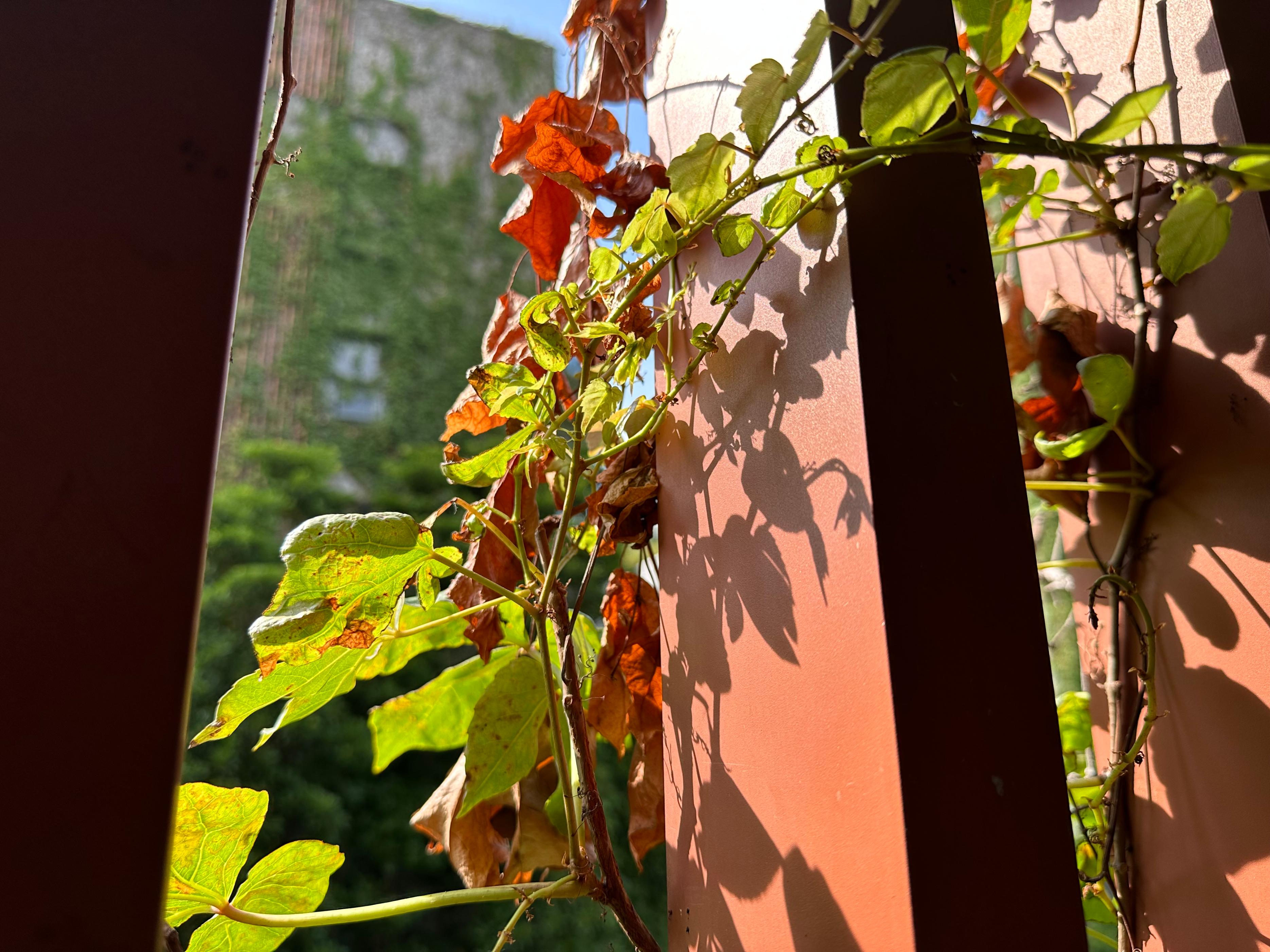 iphone14pro好用吗真实感受,iphone14pro真实体验感受