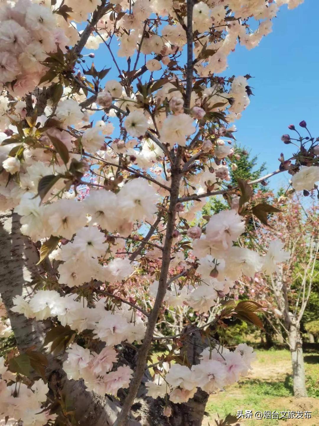 烟台2018年赏花攻略全集,春天烟台赏花地点推荐芝罘区