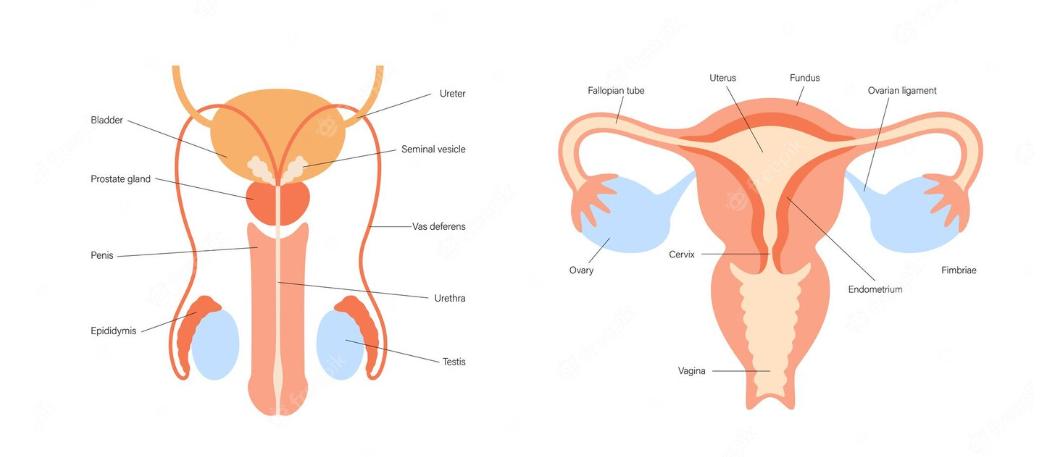 各类动物的排泄,各种动物的排泄物有哪些