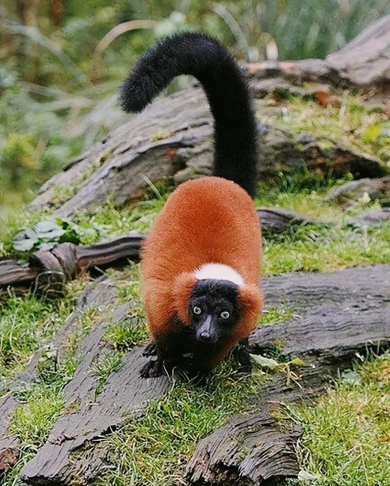 拯救濒临灭绝的红毛狐猴,拯救婆罗洲猩猩