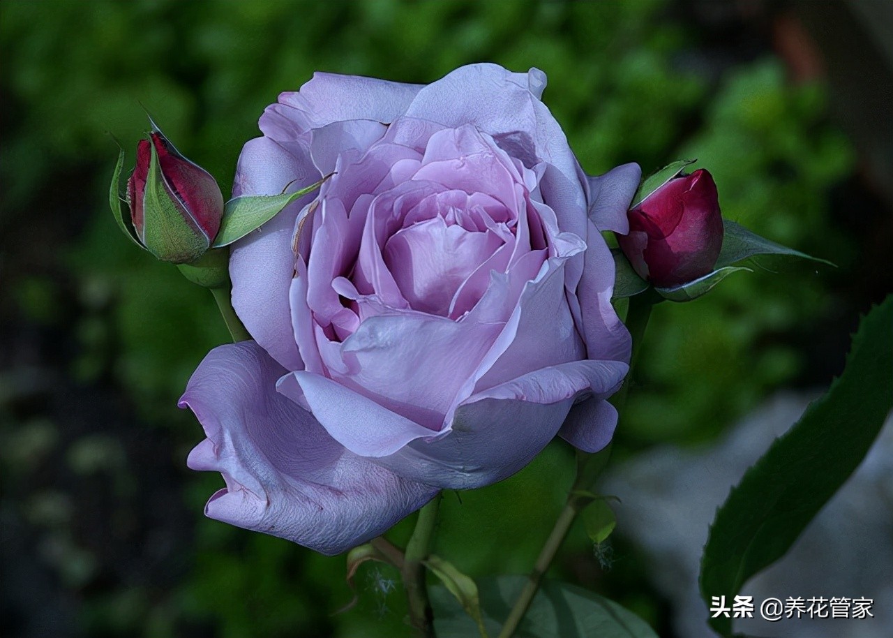 哪种紫色的月季最好看,蓝紫色的月季有哪些