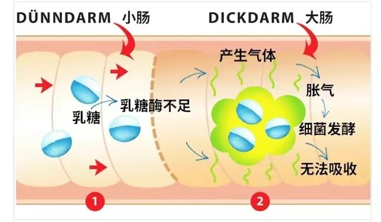 骆驼奶、奶粉、酸奶…奶制品到底怎么选？一篇文章说清楚