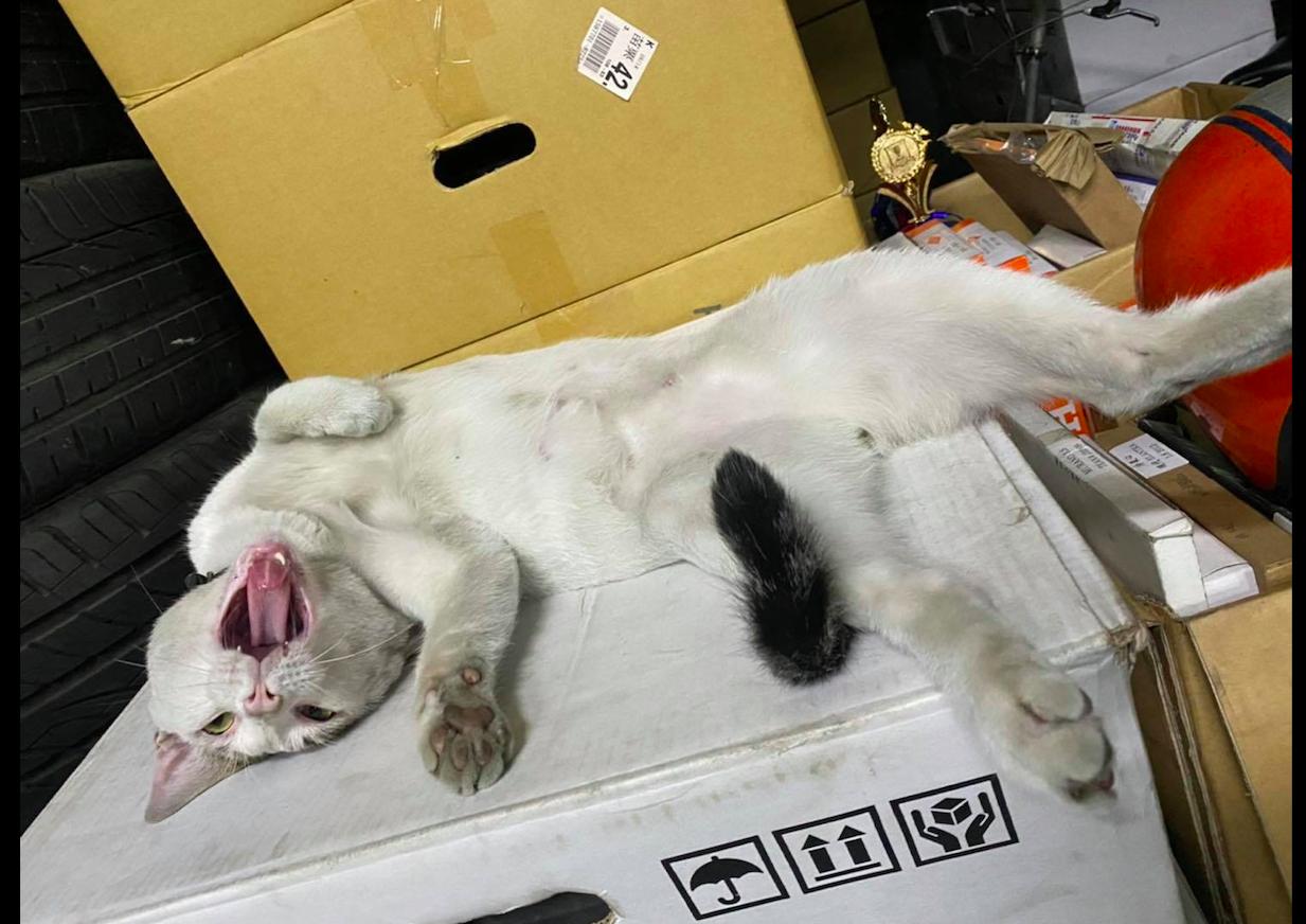 家猫被车撞死人跑了可以报警吗,猫被撞救回来还是死了