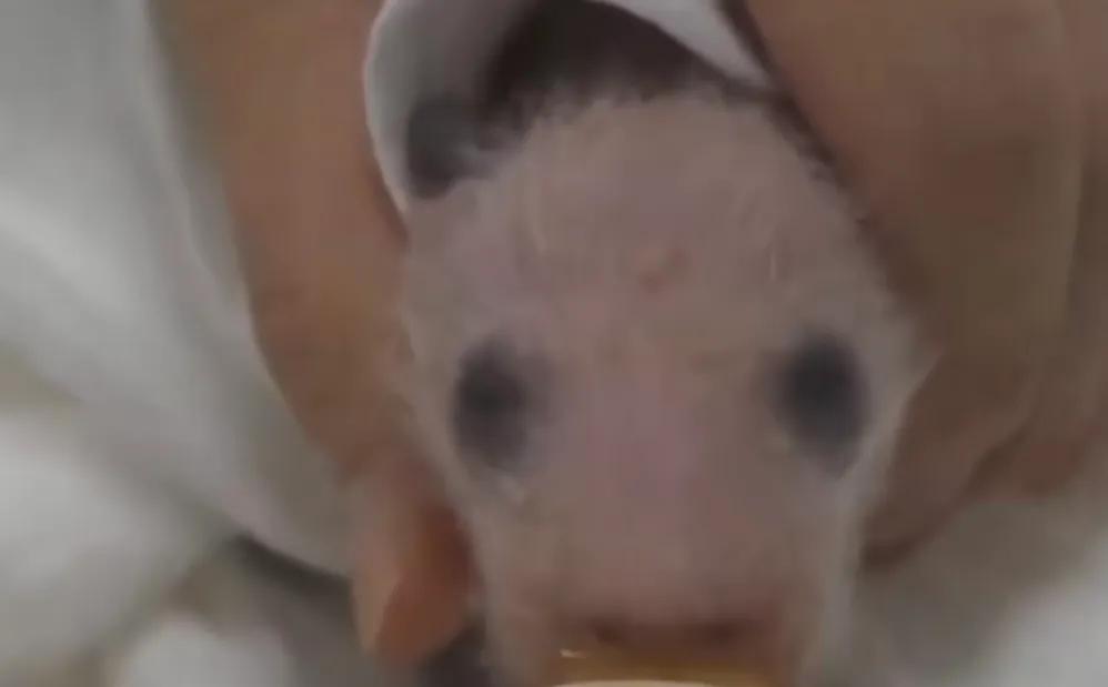 韩国人看熊猫福宝哭了,被宠成公主的熊猫