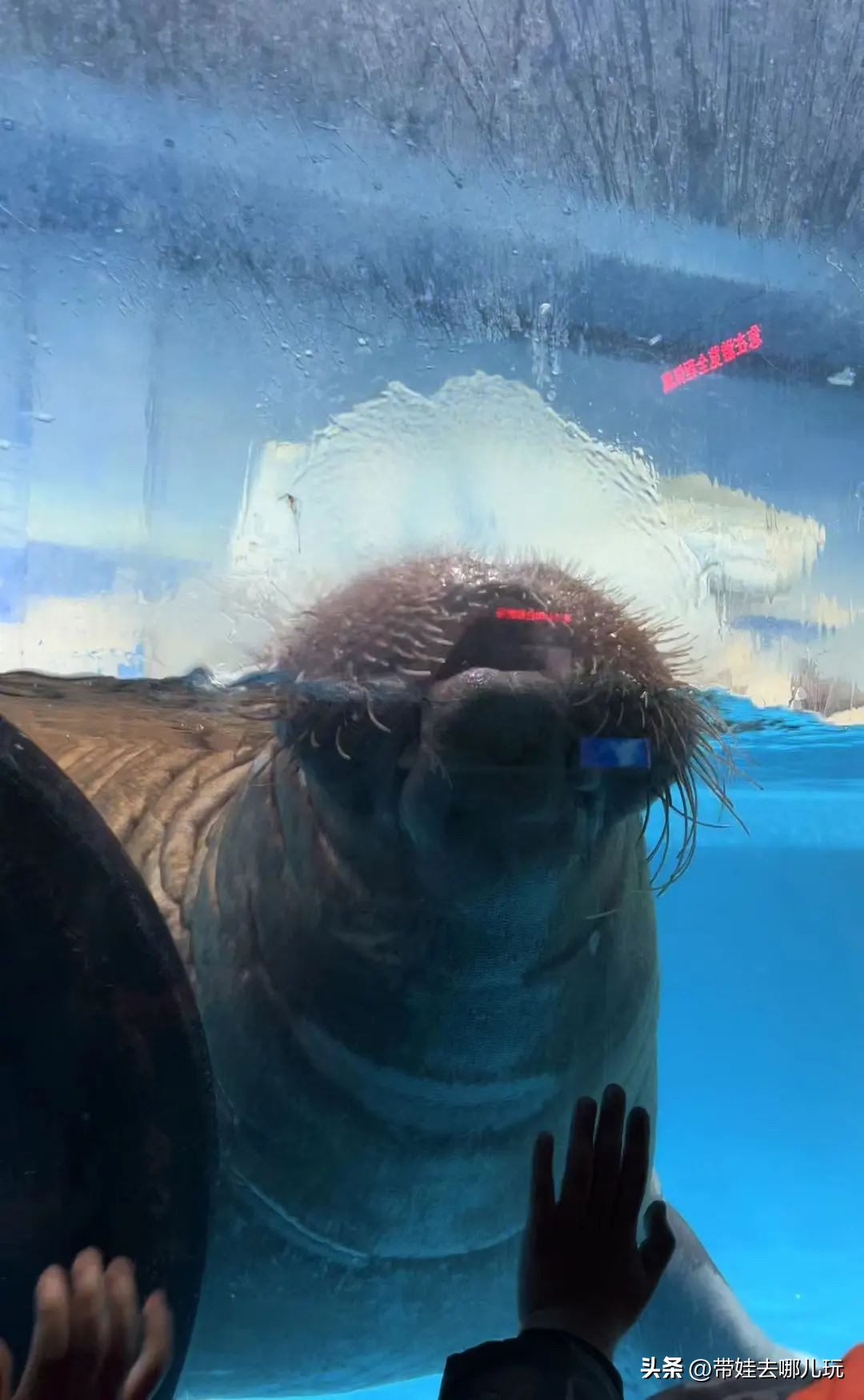 天津海昌极地海洋公园冬天营业吗,天津海昌极地海洋公园游玩攻略