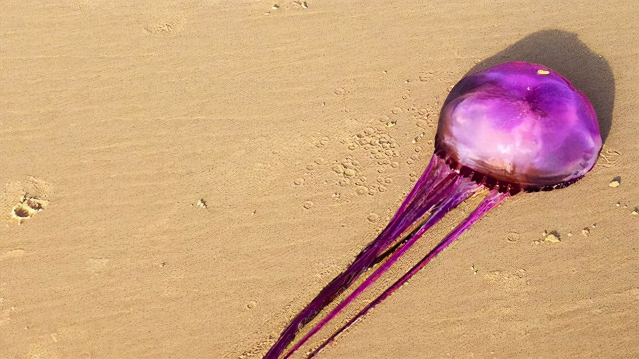 80张神奇偶然瞬间，环形闪电，海蛇和最毒石斑鱼互咬，骑骆驼拍照