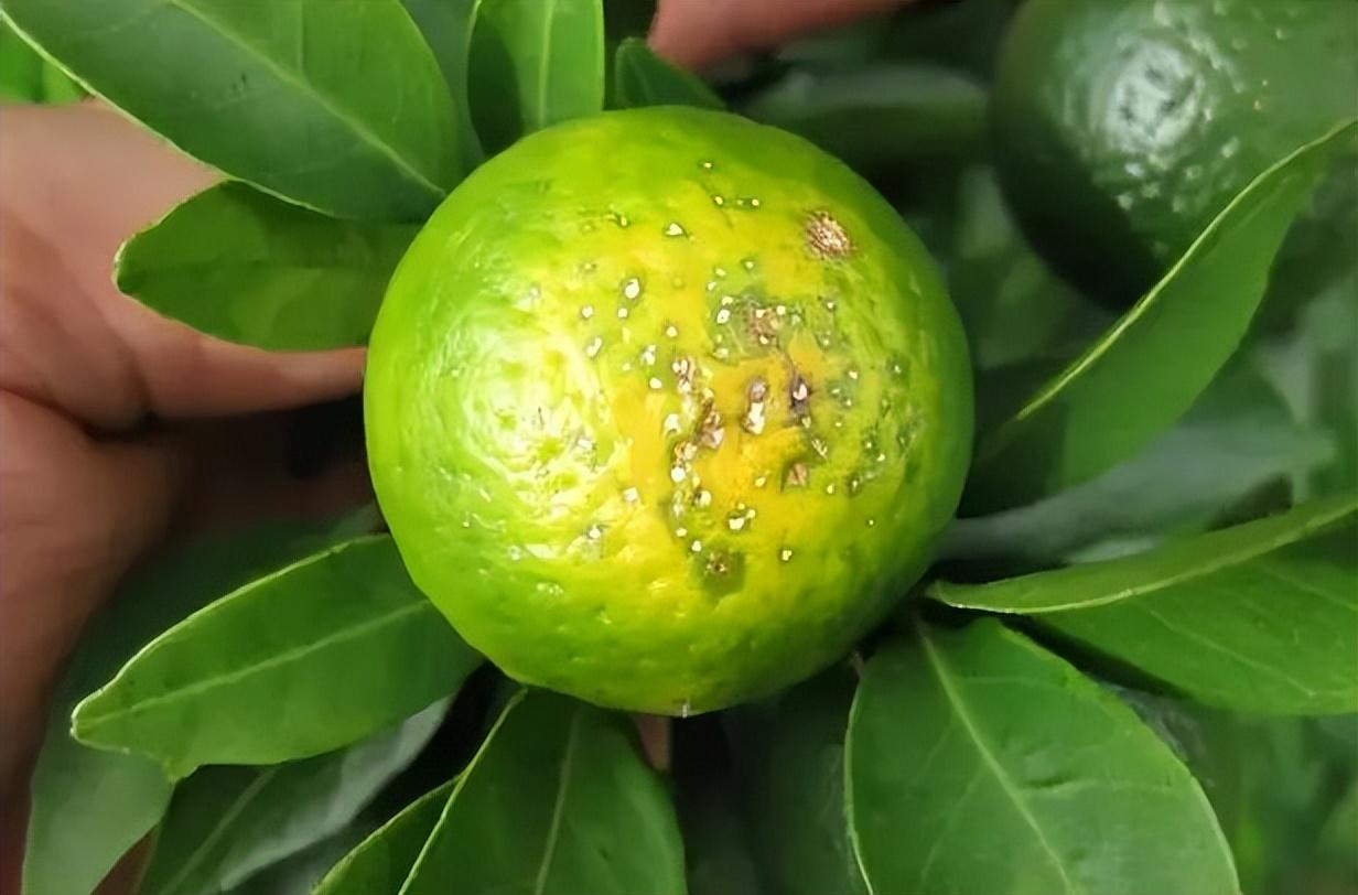 柑橘在成熟时果子返绿是什么原因,柑橘快成熟果皮变麻色怎么回事