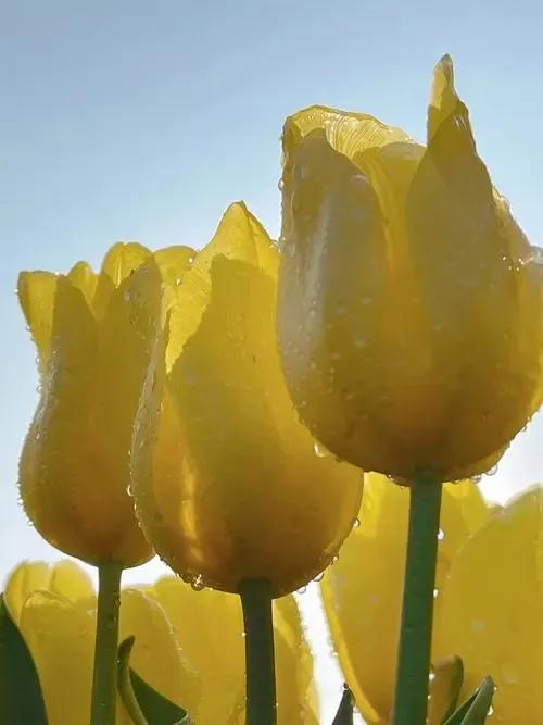郁金香花的花语和传说,古代花语郁金香