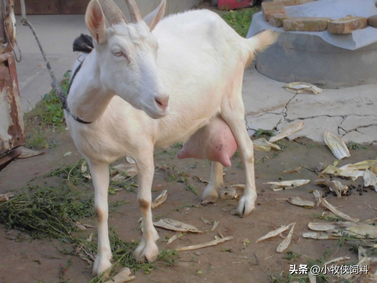 母羊乳房炎怎么治疗？母羊乳房炎的症状与治疗方法，本文来解答！