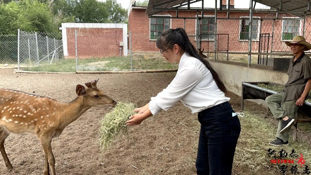 科学养殖带领乡亲走上发展之路,产业振兴从特色养殖开始