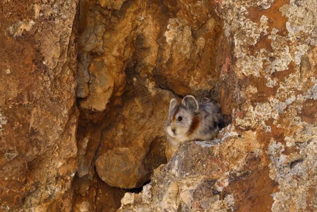 兔年说兔音频,兔年说兔事