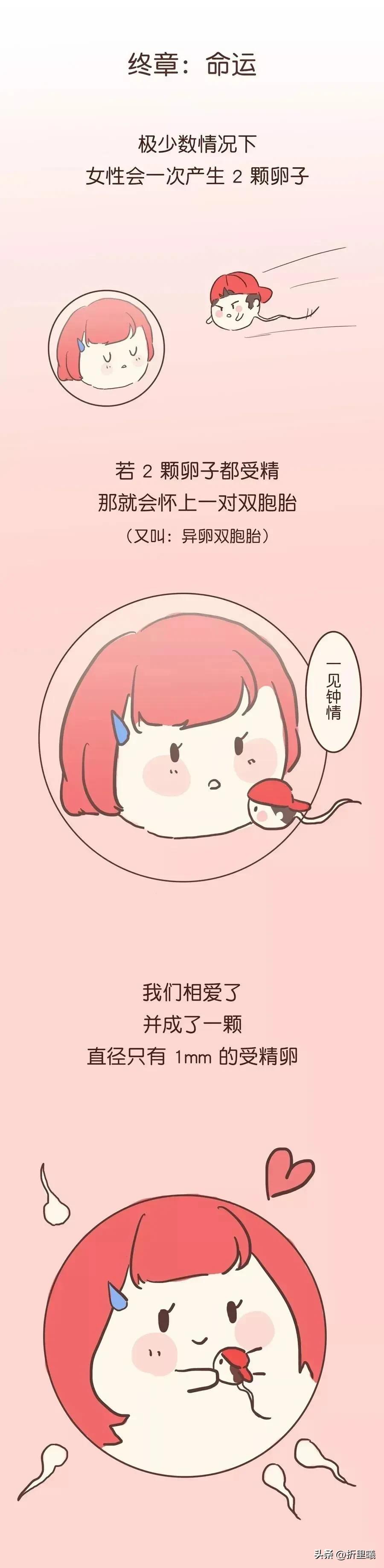 精子进入人体48小时变化,精子在人体24个小时都经历了什么