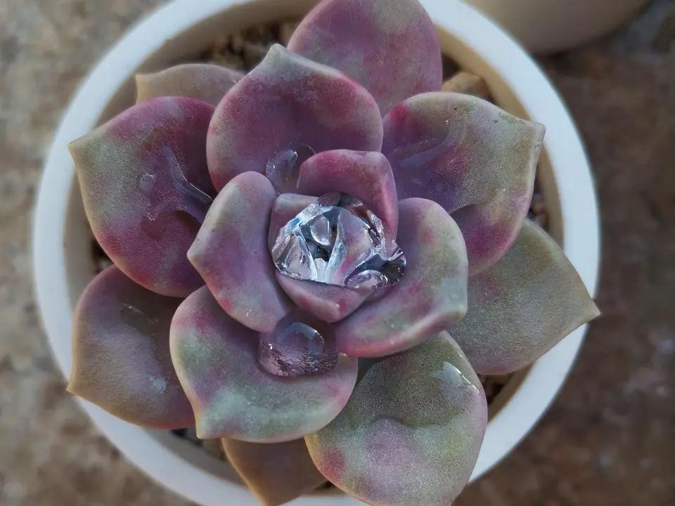 多肉彩虹糖和紫乐有啥区别,彩虹糖多肉和紫乐多肉的区别