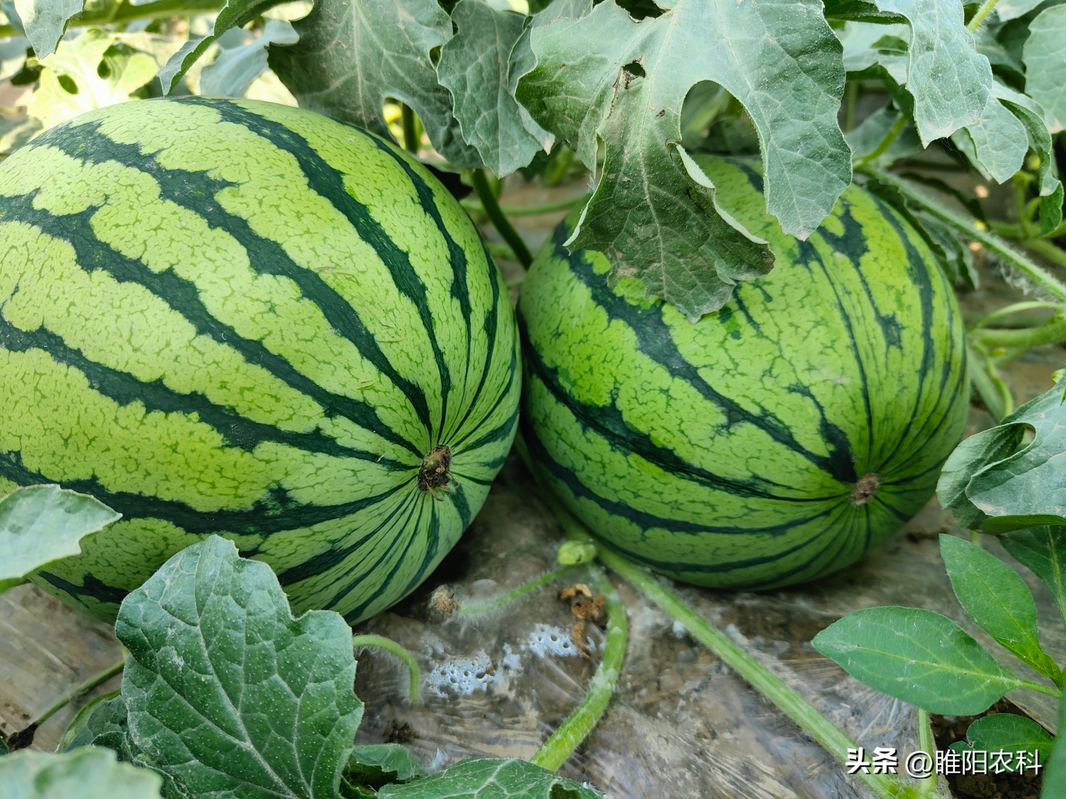 西瓜增甜小技巧,西瓜增甜果实配方大全