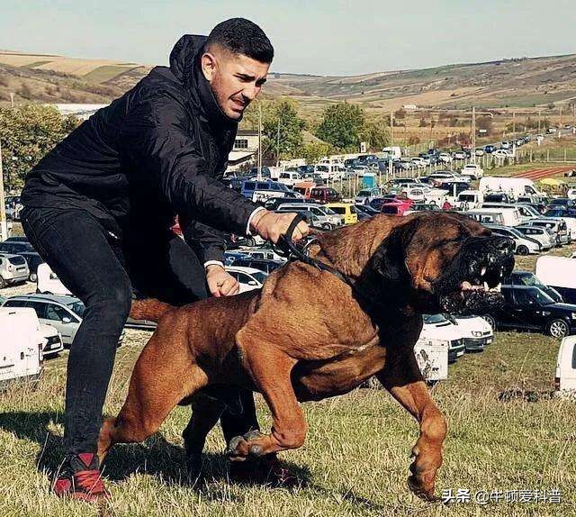 世界十大猛犬藏獒排第二名,世界上最大的藏獒巨獒图片