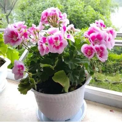 天竺葵蝴蝶梅一年开几次花,蝴蝶梅和天竺葵有啥区别