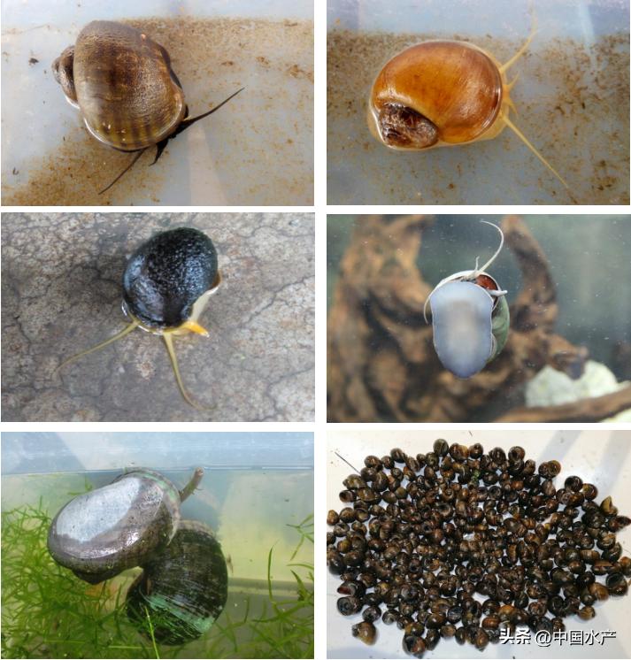 水生外来物种入侵防控工作方案,水生动物防疫