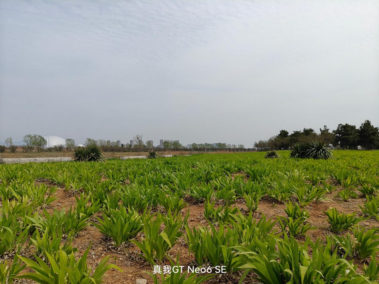 realme真我GTNeo6SE体验,realme真我gtneo6se拍照怎么样