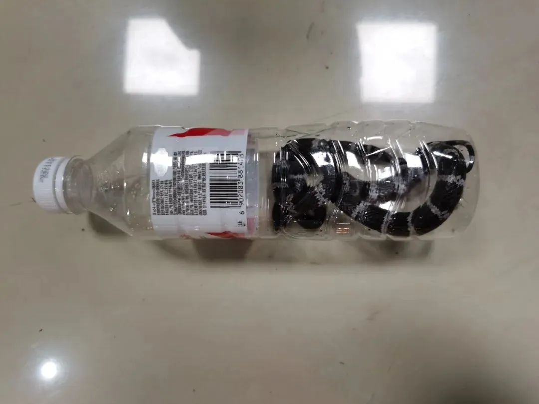 最毒的蛇碰上最毒的蜥蜴,最凶猛最毒的蛇