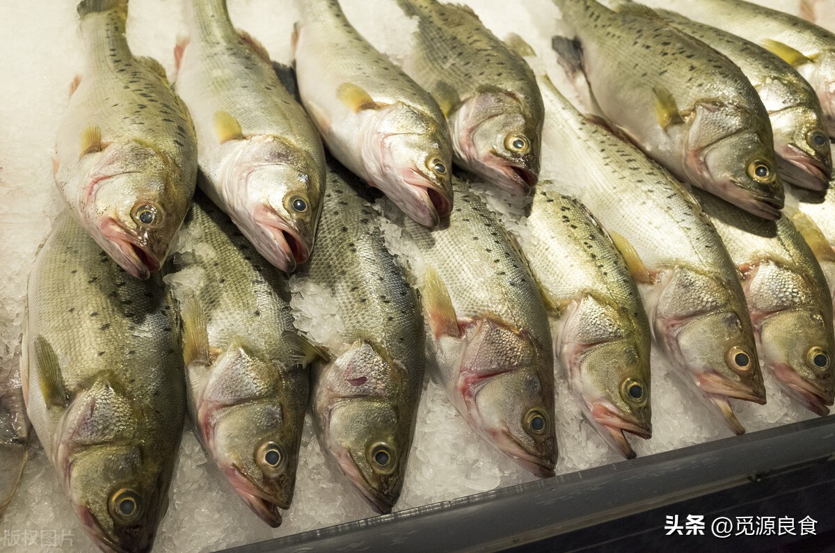 买鲈鱼公的好还是母的好,买鲈鱼买大肚还是小肚