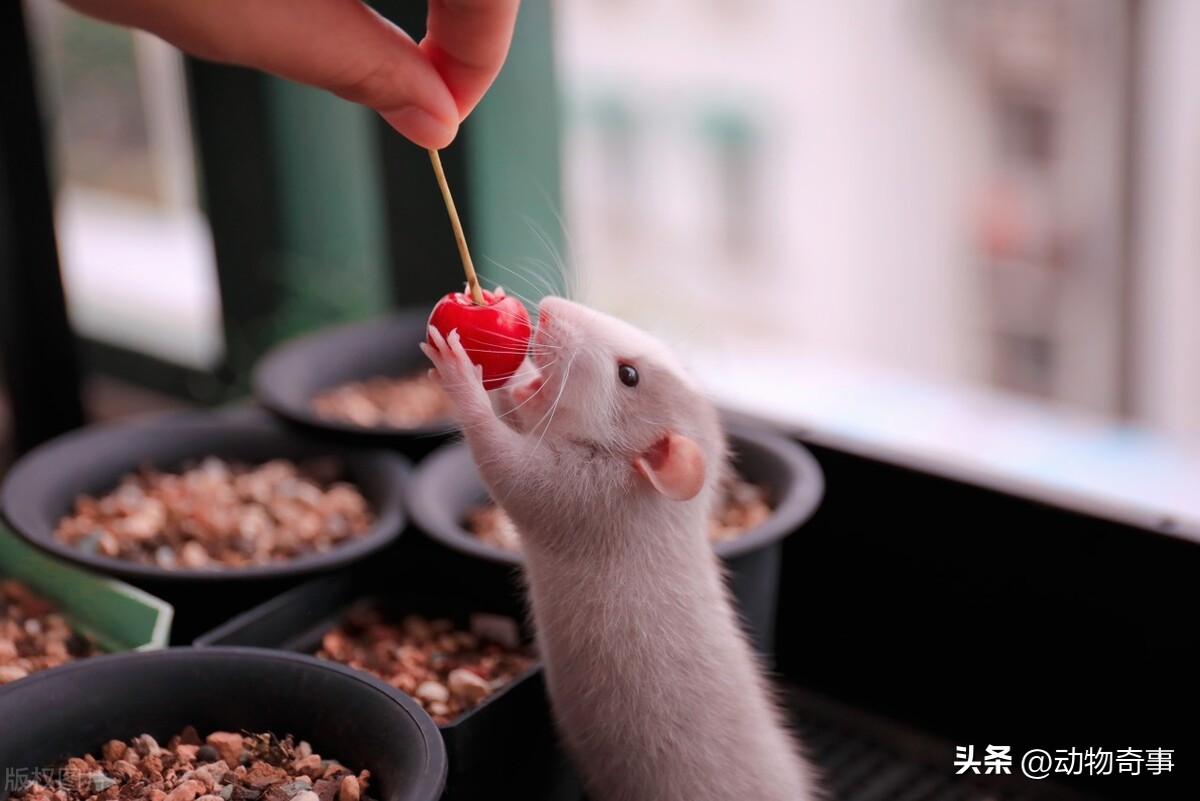 30多年前，为了抓住一只二三十斤的狡猾硕鼠，三爷爷把房子点了