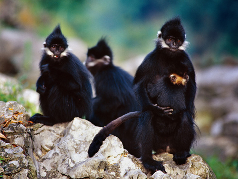 黑叶猴和金丝猴什么关系,最珍稀的黑叶猴