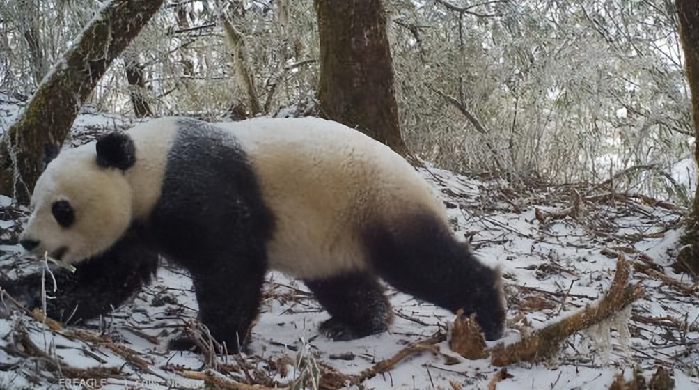 昭觉美姑,美姑路况