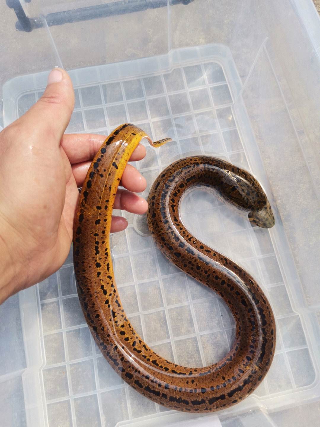 张宗海，*养包**情人的三个标准：大学生、长的漂亮、还得是处女