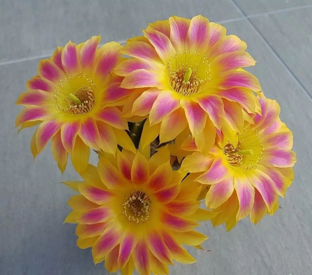 200种·仙人球开花图鉴，大开眼界，美到爆