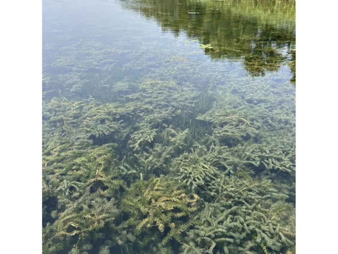 阳澄湖的美景与大闸蟹,苏州大闸蟹阳澄湖旅游度假区