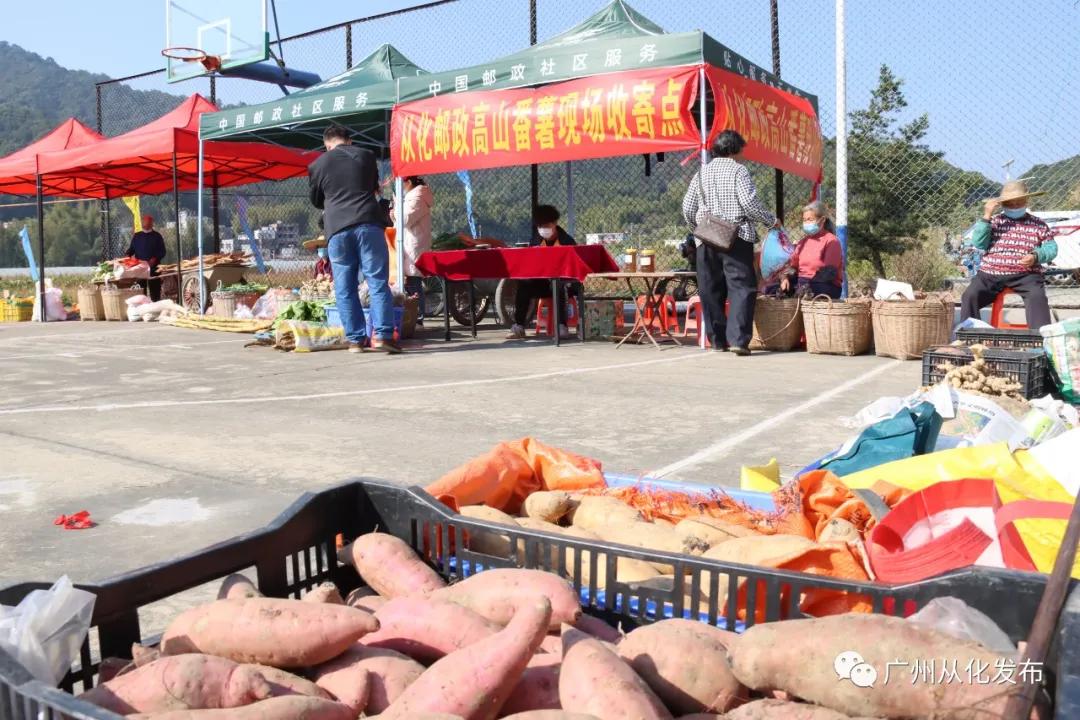 高山番薯广东广州从化地区的特产,哪个品种的番薯香甜软糯好吃