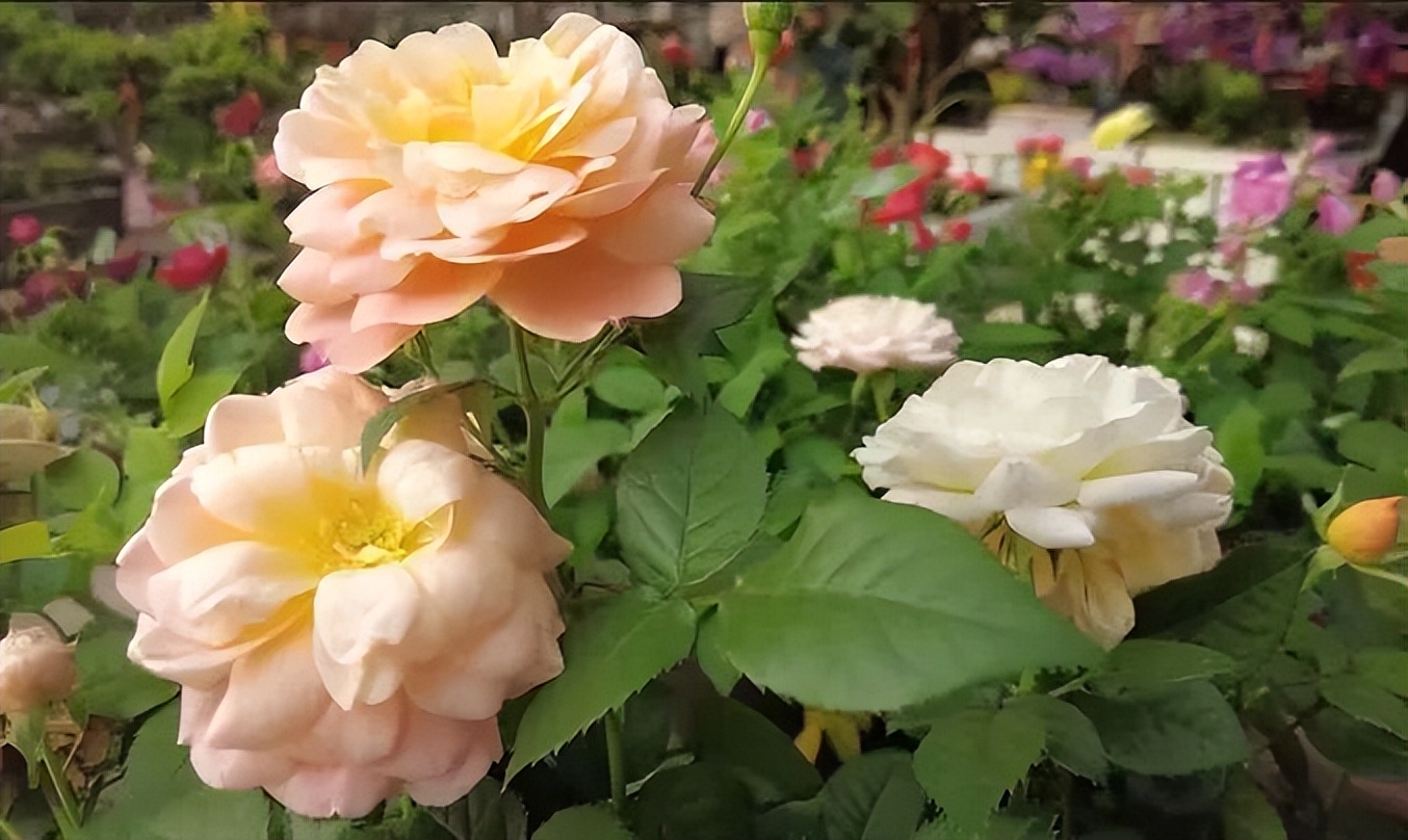 新春走基层之春来了,新春走基层瓜果飘香奔小康