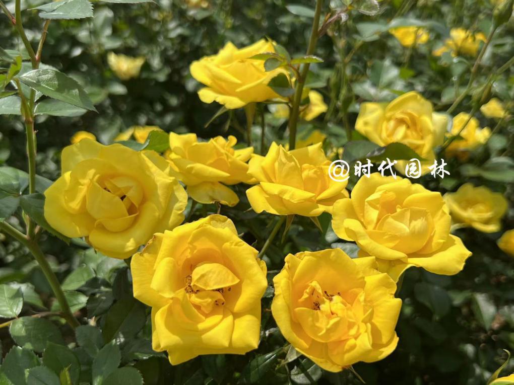 这20种月季超级耐寒东北也能养,南方种不了什么