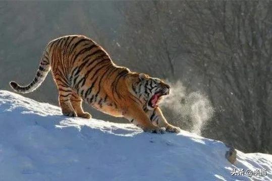 老虎在哪个地方比较有利自己,老虎的软肋是什么