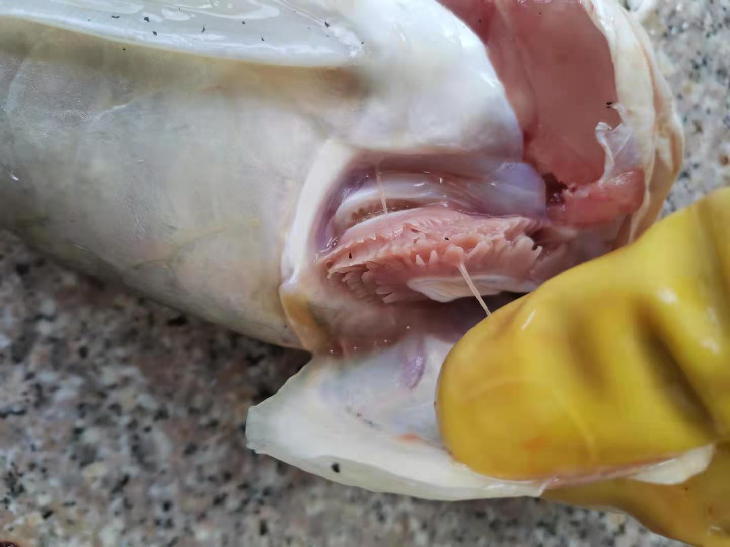 龙鱼病害防治图片,龙鱼常见疾病表现图片