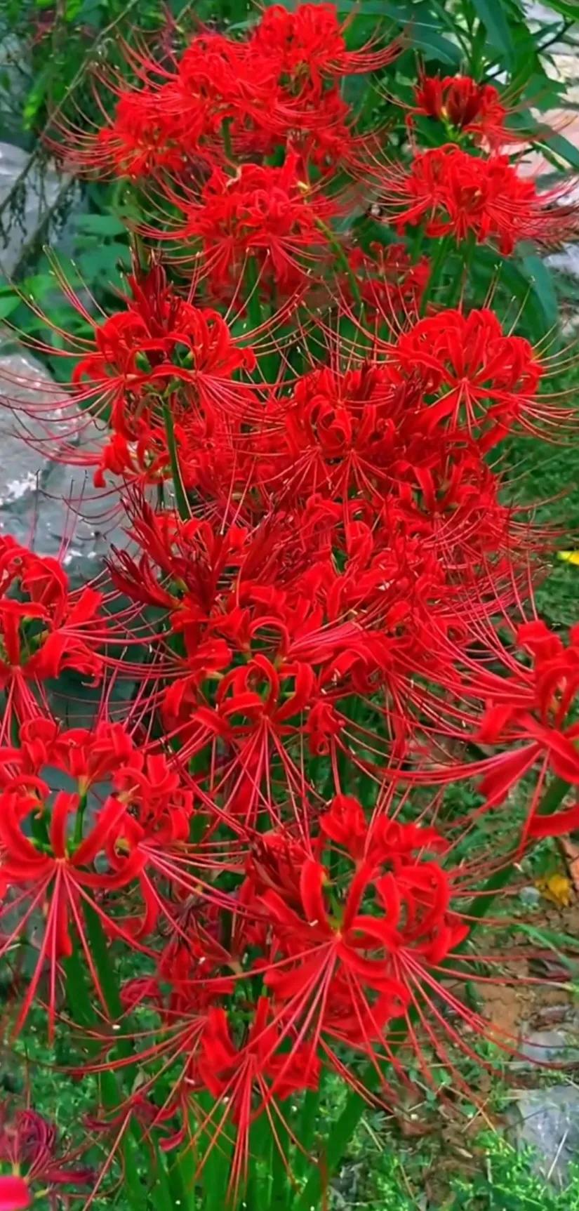 好养眼的花图片,让人惊艳的花草图片